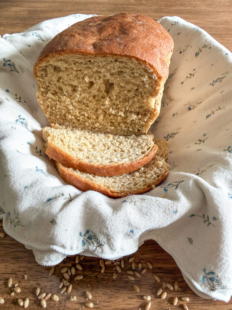 Fresh milled bread with Khorasan and hard white wheat in a basket with a neutral colored kitchen towel on top of a wooden table with wheat berries scattered around.